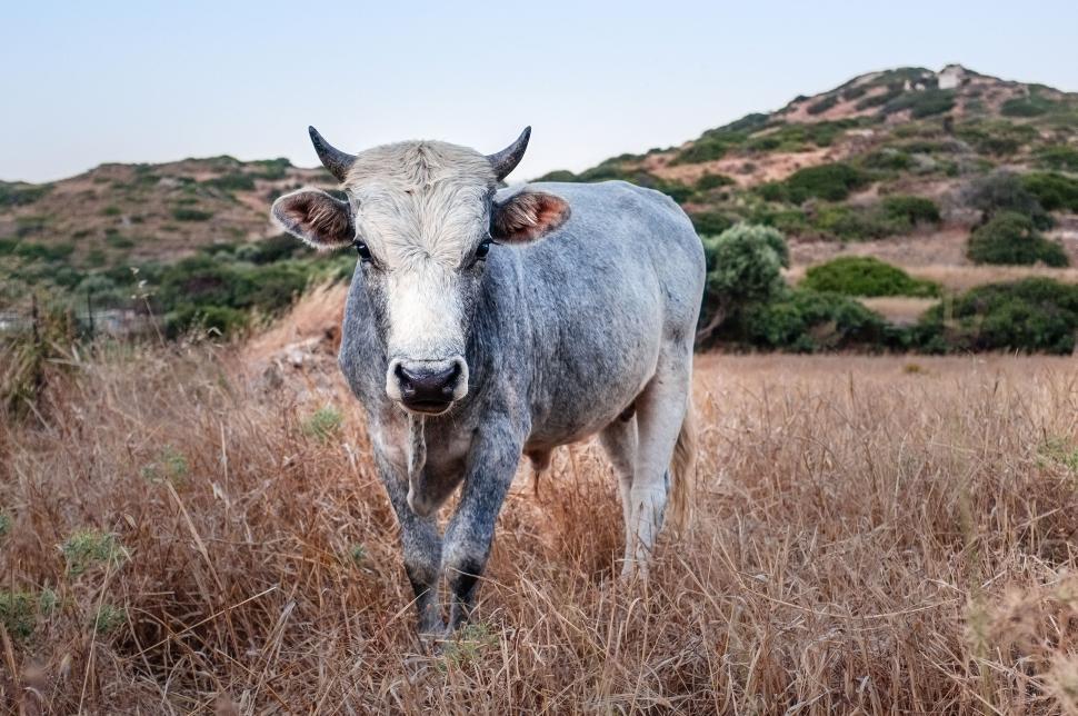 Free Image of Close-up of a bull standing in a field with scenic hills 