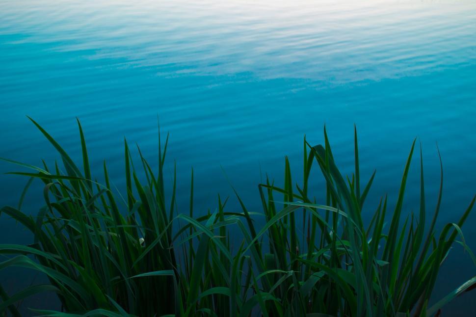 Free Image of Serene blue water with tall green grass in foreground 