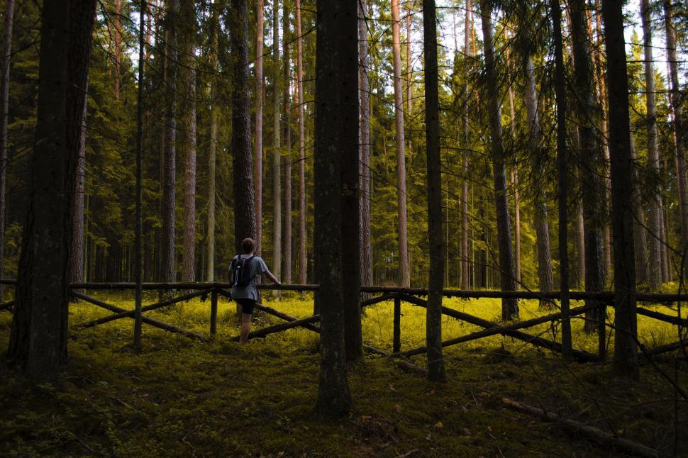 Free Image of Person exploring lush green forest with wooden fence 
