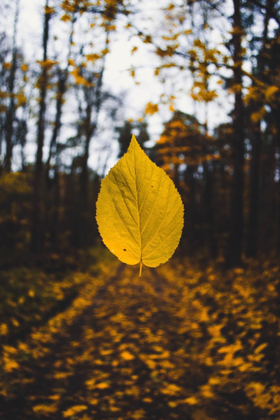 Free Image of Floating yellow autumn leaf in a forest path 