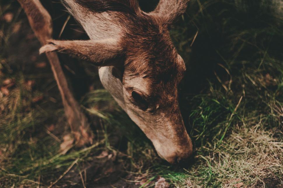 Free Image of Close-up of a deer grazing in the forest greenery. 
