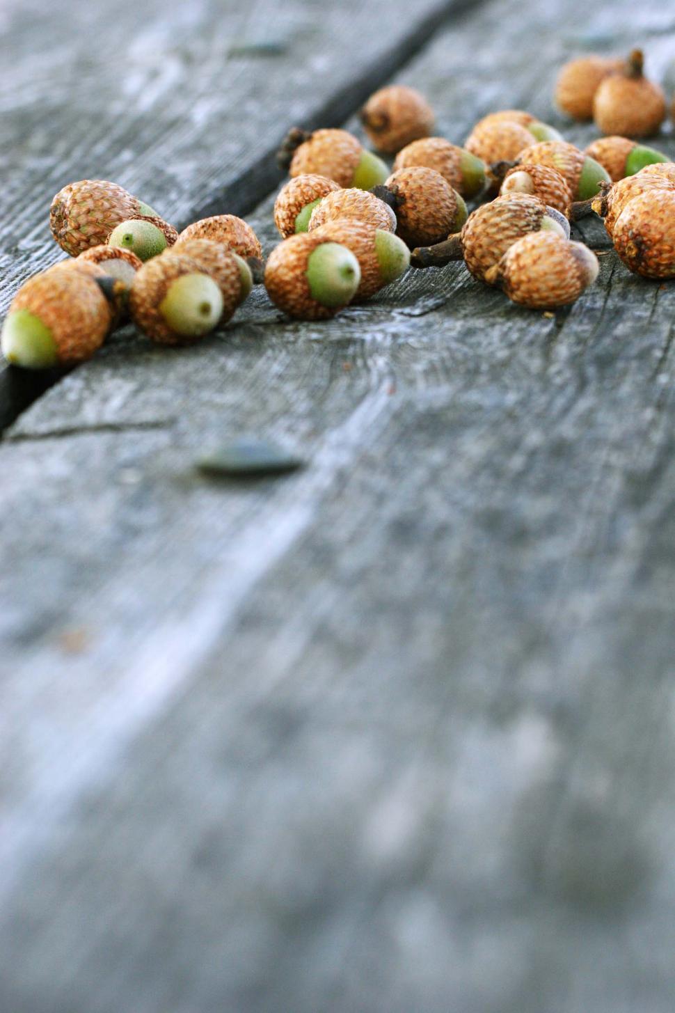 Free Image of Acorns on weathered wood 