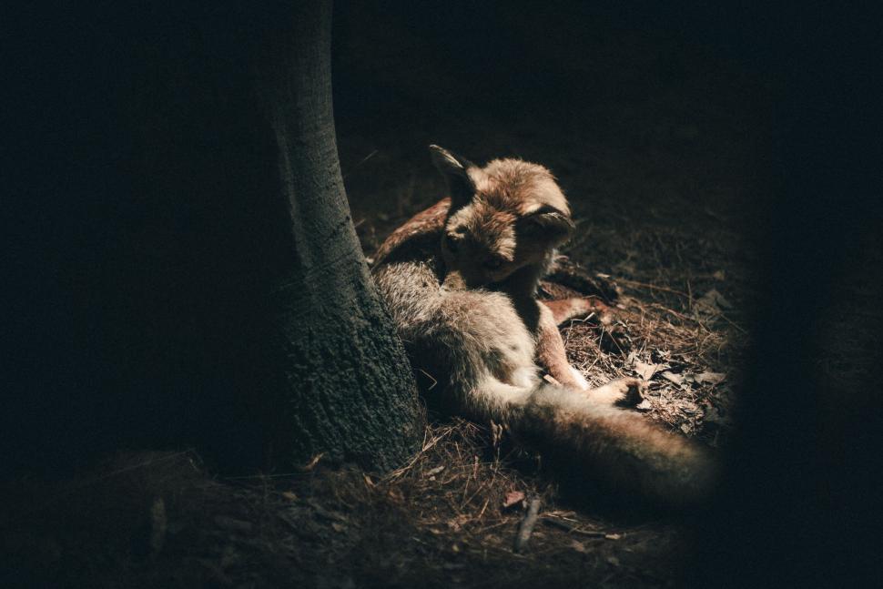 Free Image of Foxes cuddling under tree with soft light on them 