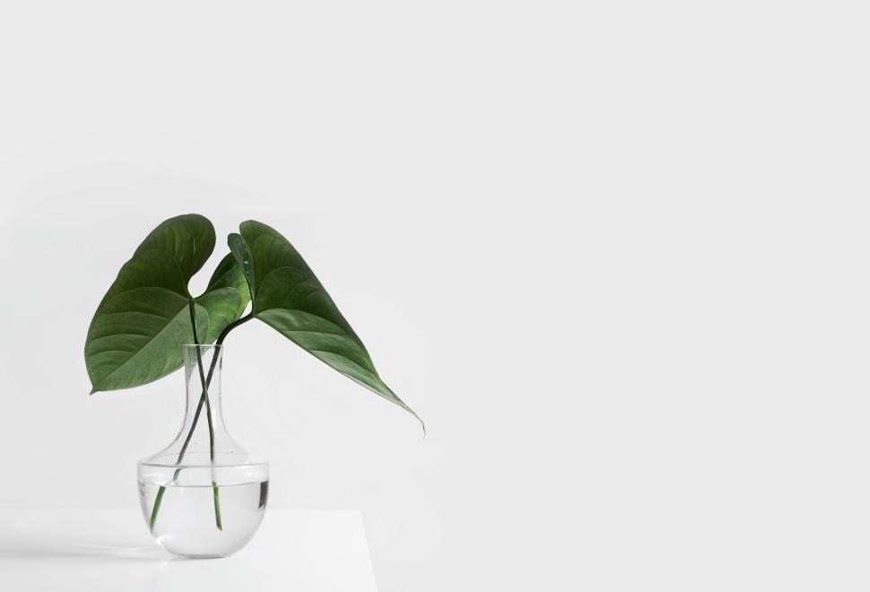 Free Image of Clear vase with green leaves on white background 