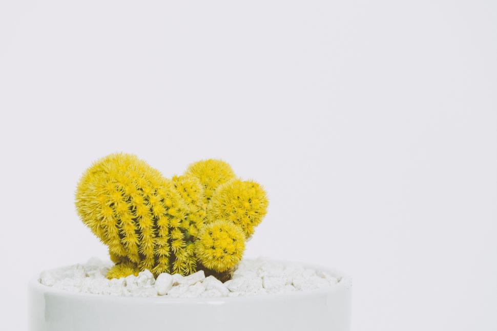 Free Image of Small yellow cactus in white pot on a clean background. 