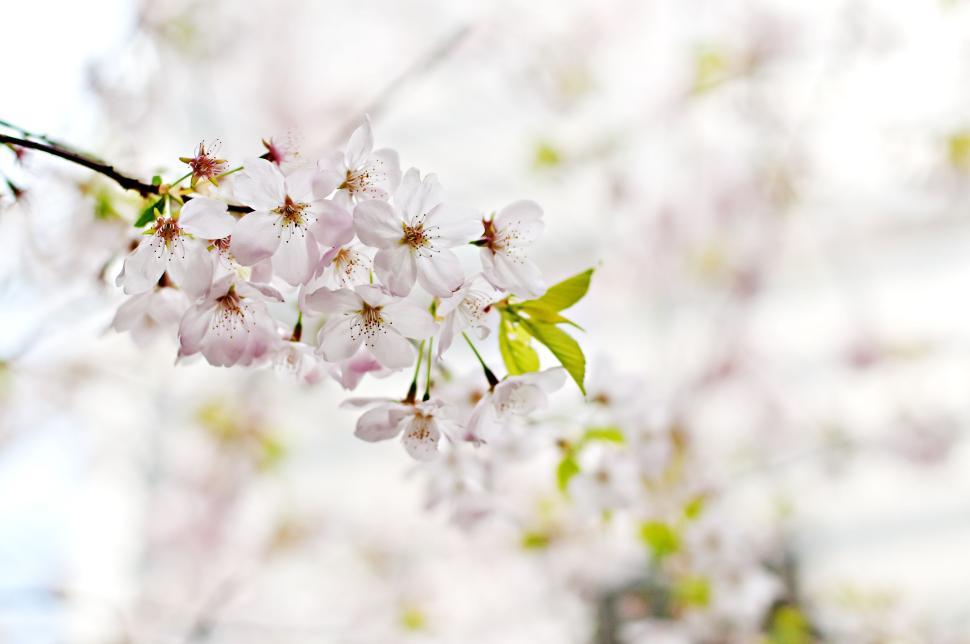 Free Image of Delicate cherry blossoms bloom on springtime tree branch 