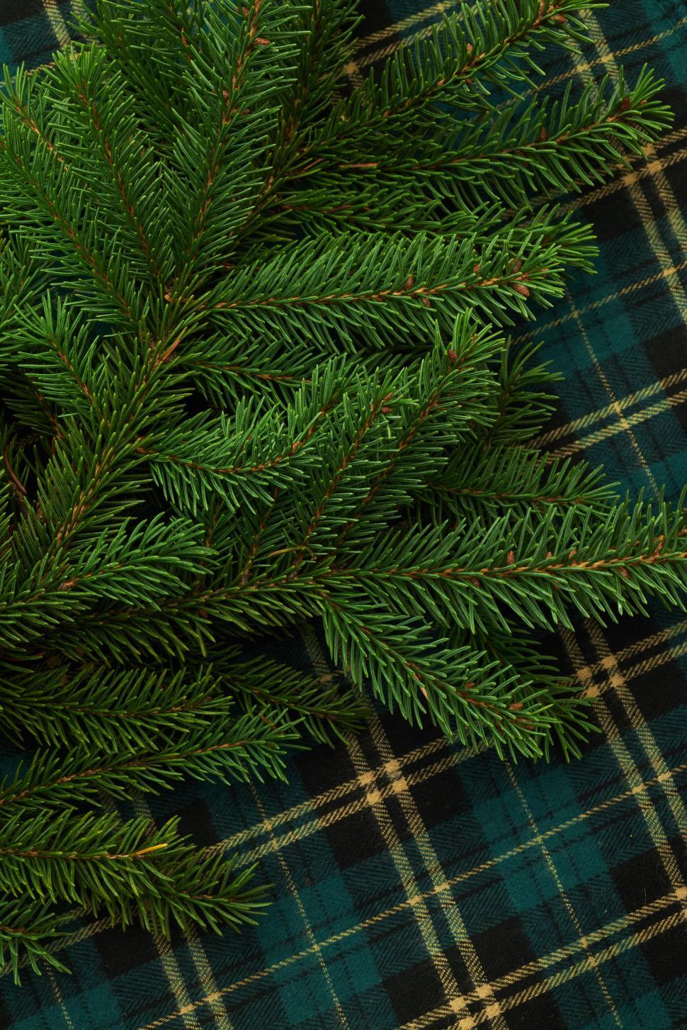 Free Image of Green pine sprigs on a patterned tartan fabric 