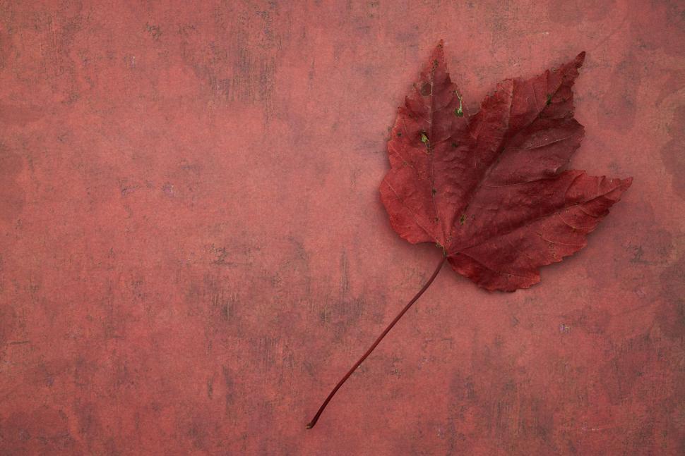 Free Image of Single red autumn leaf on a textured red background 