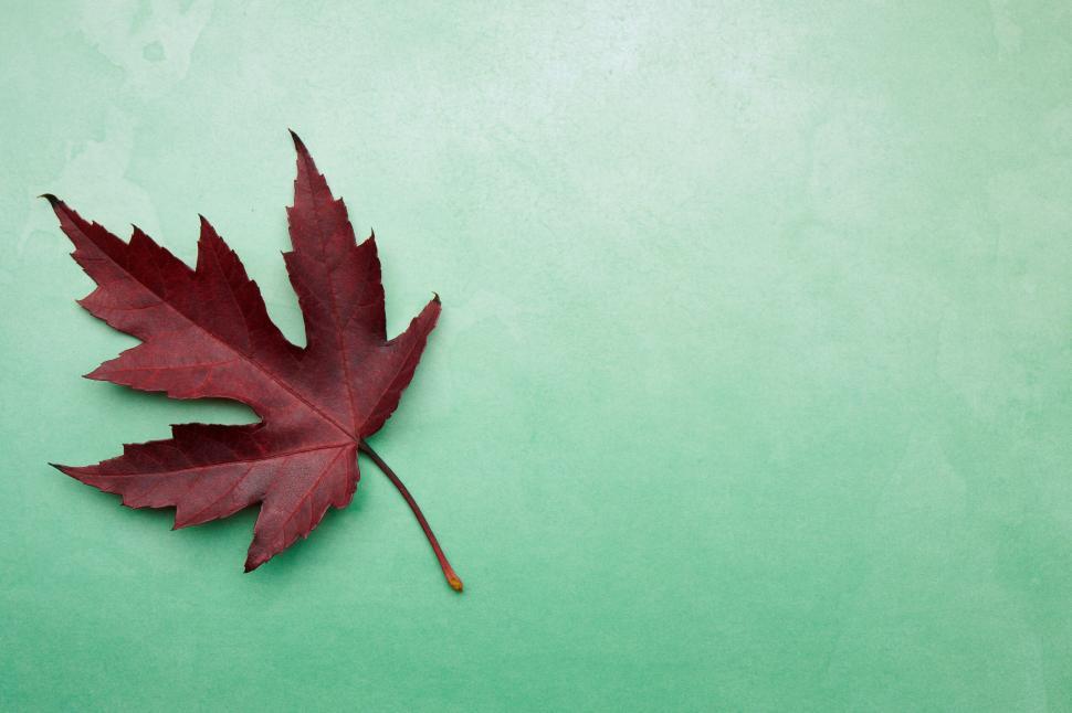 Free Image of Single red maple leaf on green background, simple elegance 