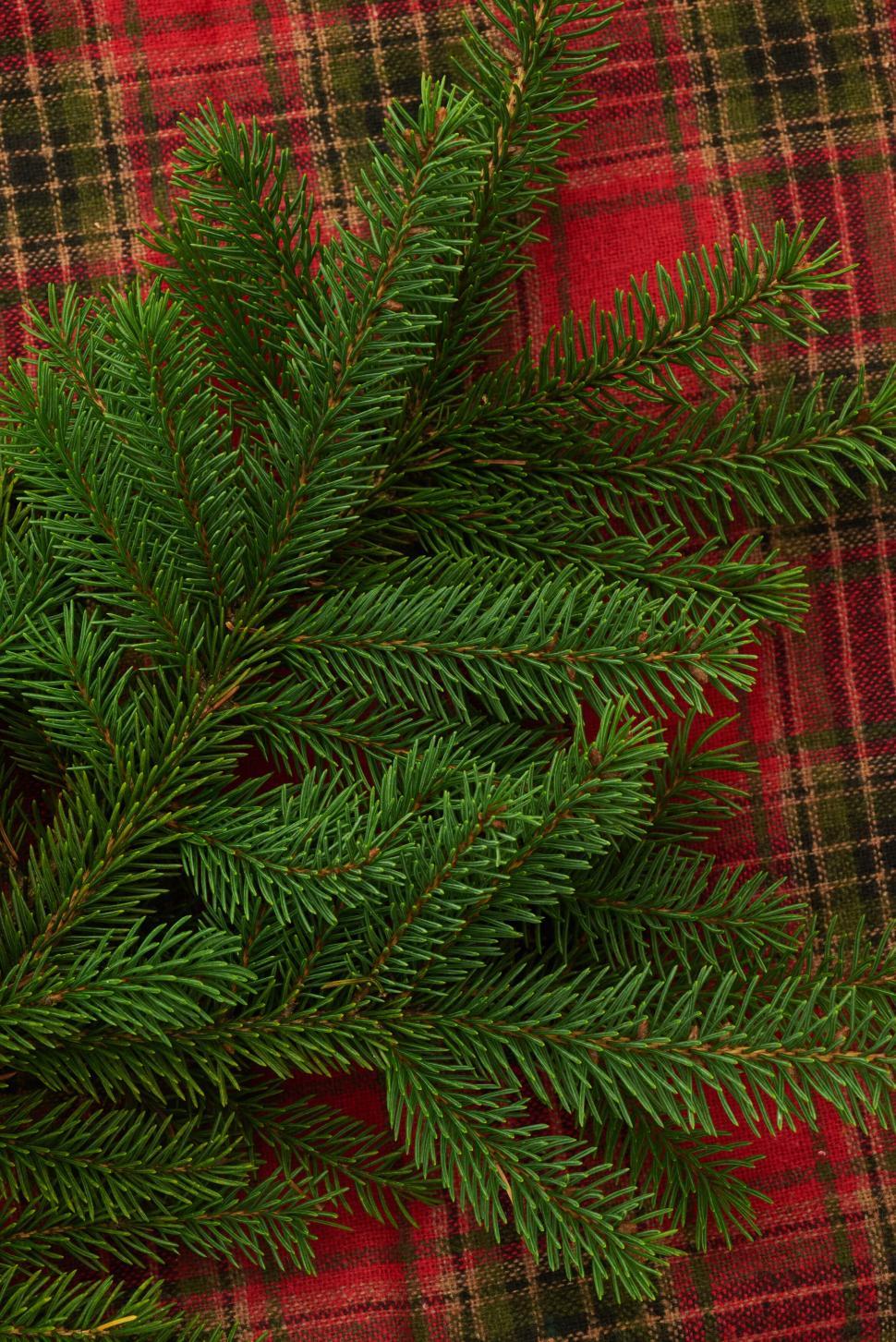 Free Image of Green pine branches on red plaid fabric, traditional festive 
