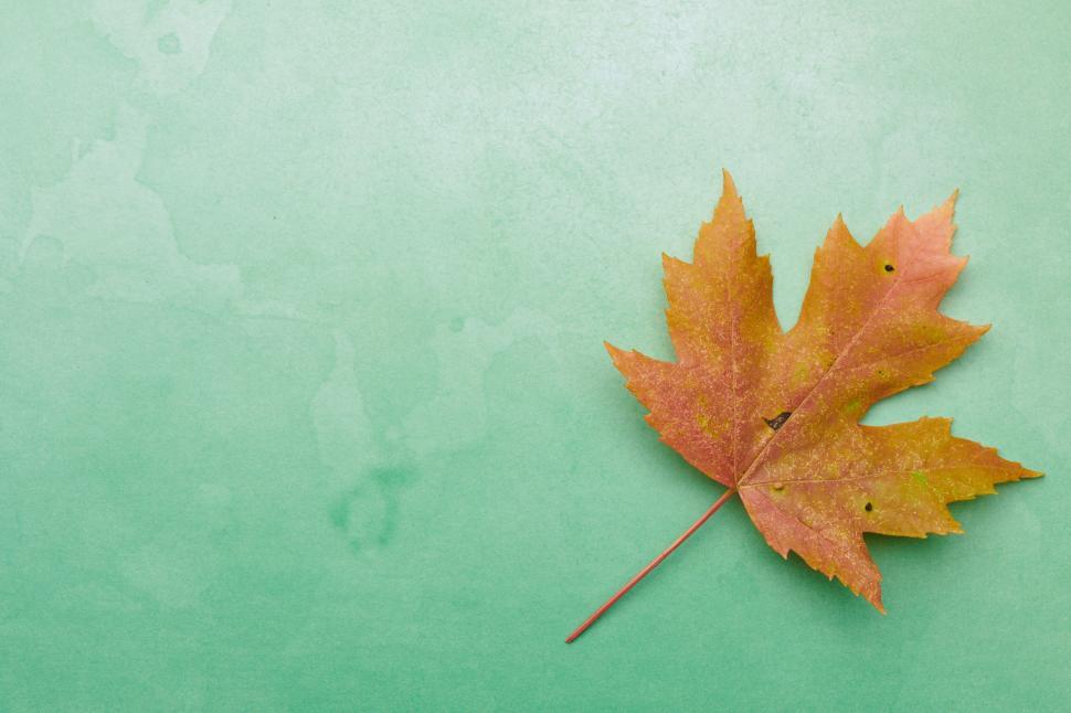 Free Image of Single autumn leaf resting on a textured green background 