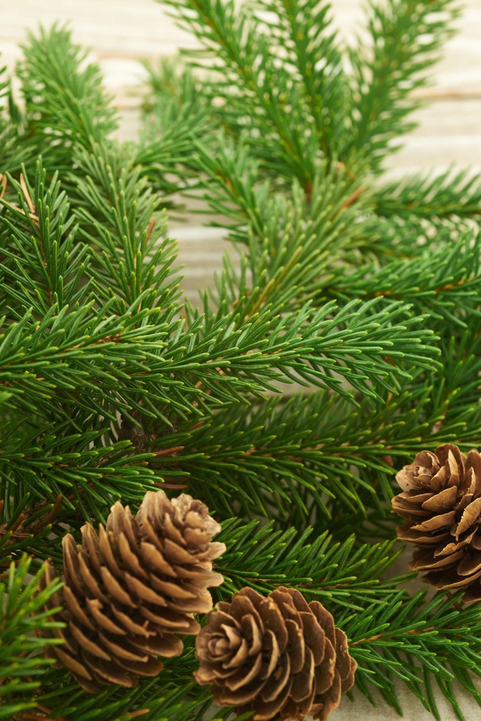 Free Image of Close-up of pine sprigs with brown pine cones 