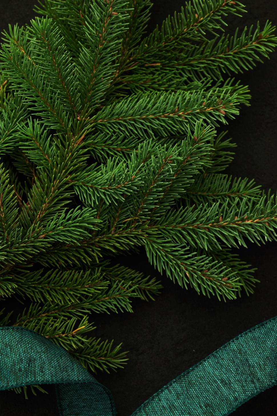 Free Image of Evergreen branches with teal ribbon on black background. 