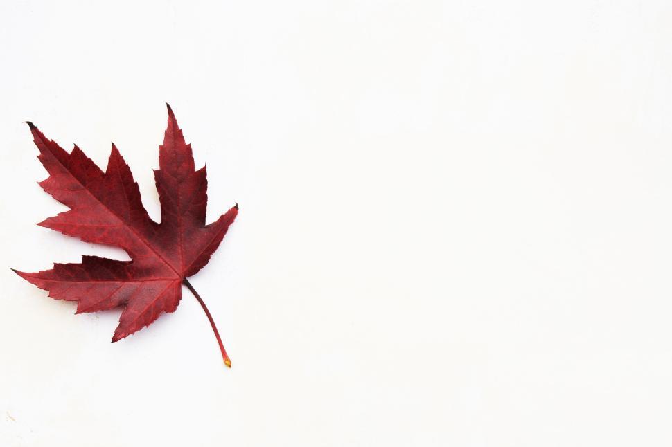 Free Image of Single red maple leaf on clean white background minimalist 