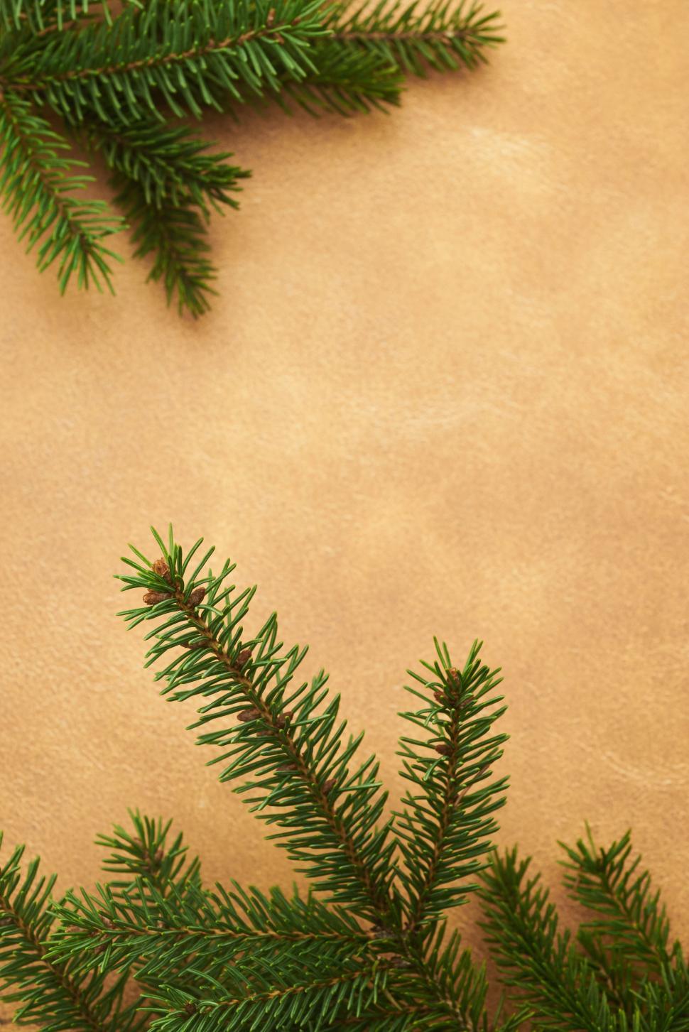 Free Image of Green pine branches on a light brown background frame 