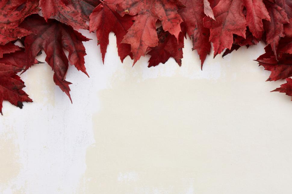 Free Image of Rich red autumn leaves creating a vivid and seasonal scene 