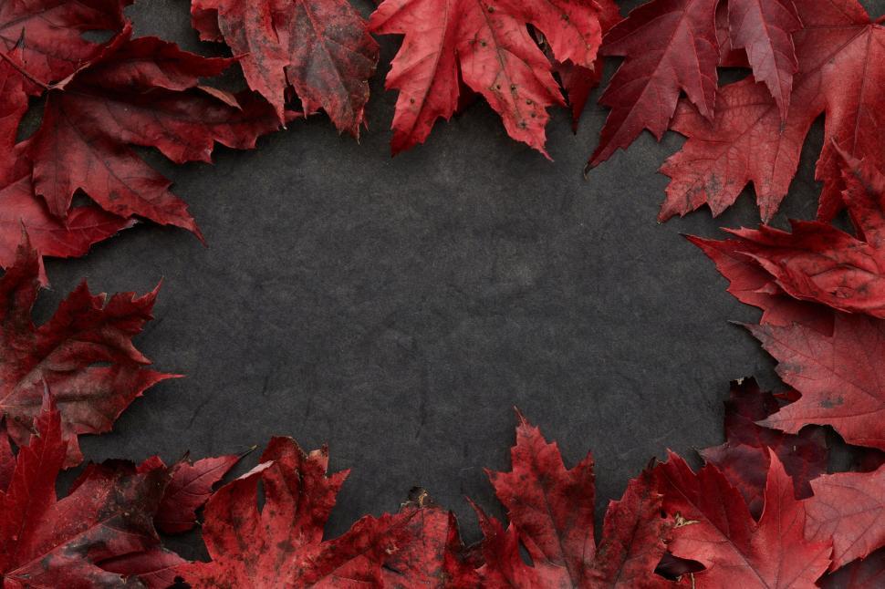 Free Image of Red maple leaves surrounding dark center autumn frame 