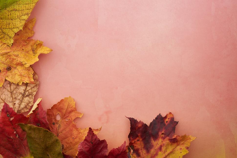 Free Image of Autumn leaves arranged on a warm background in fall colors 
