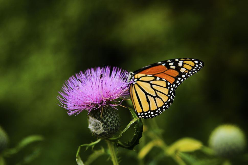 Free Image of Monarch butterfly perched on a purple thistle flower 
