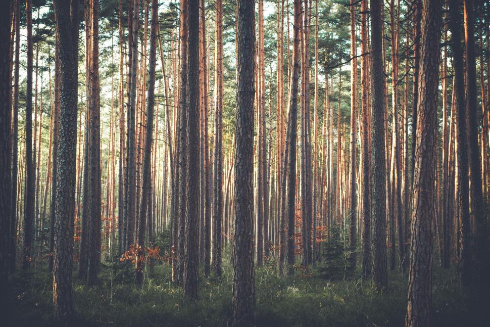 Free Image of Pine tree forest in the soft light of dawn or dusk. 