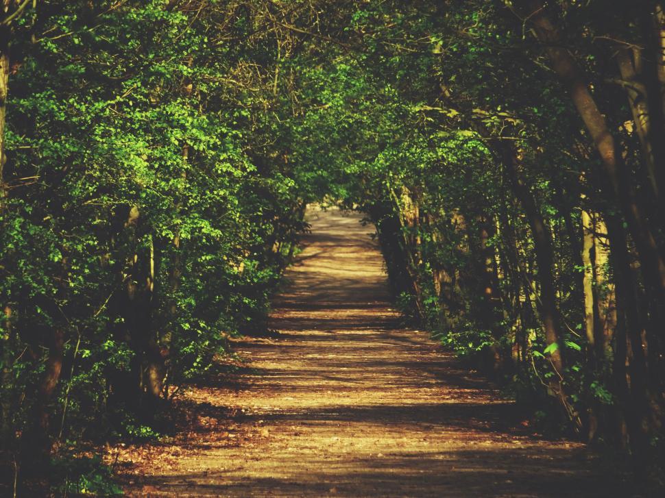 Free Image of Forest path surrounded by lush green trees in daylight. 