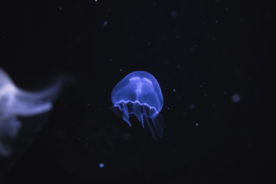 Free Image of Luminescent jellyfish floating in dark ocean waters 