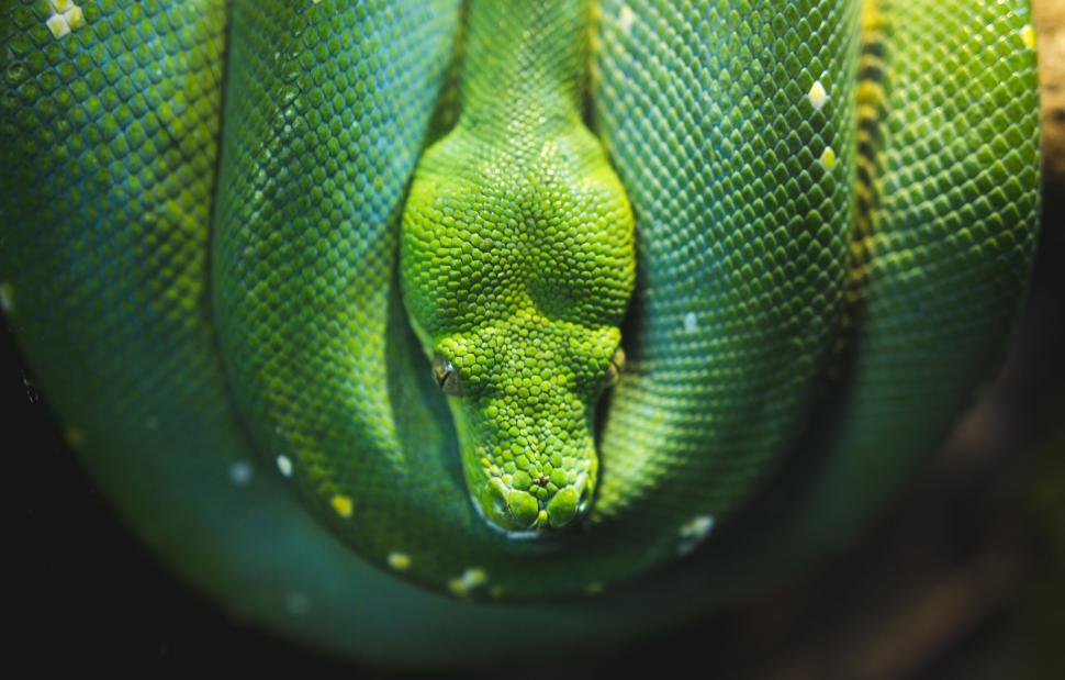 Free Image of Vibrant green snake coiled up in a relaxed position 