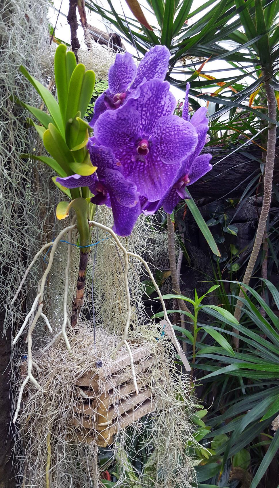 Free Image of Vanda Orchid In Hanging Planter 