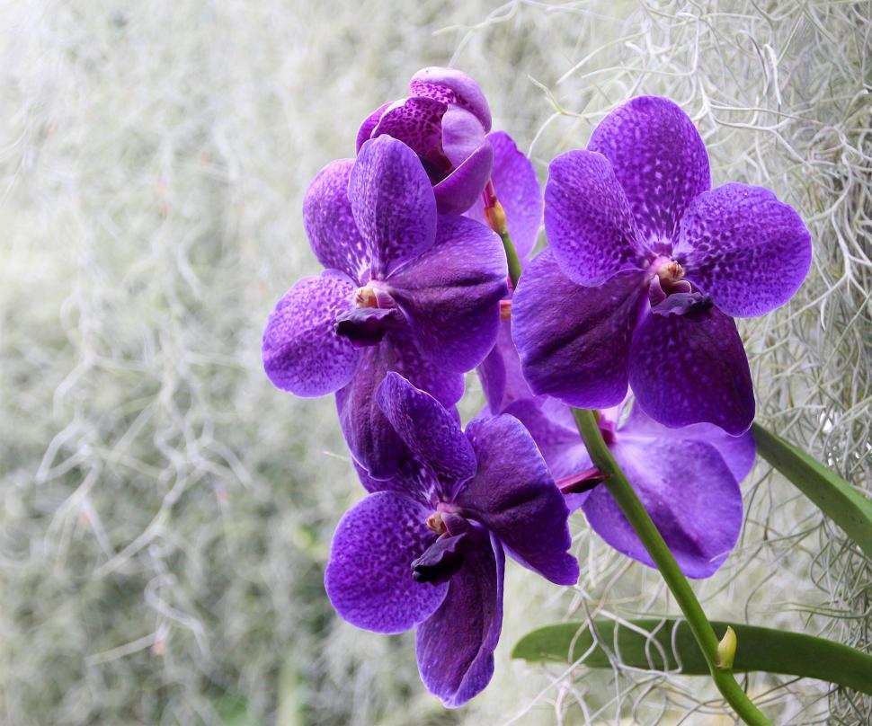 Free Image of Vanda Orchid In Bloom 