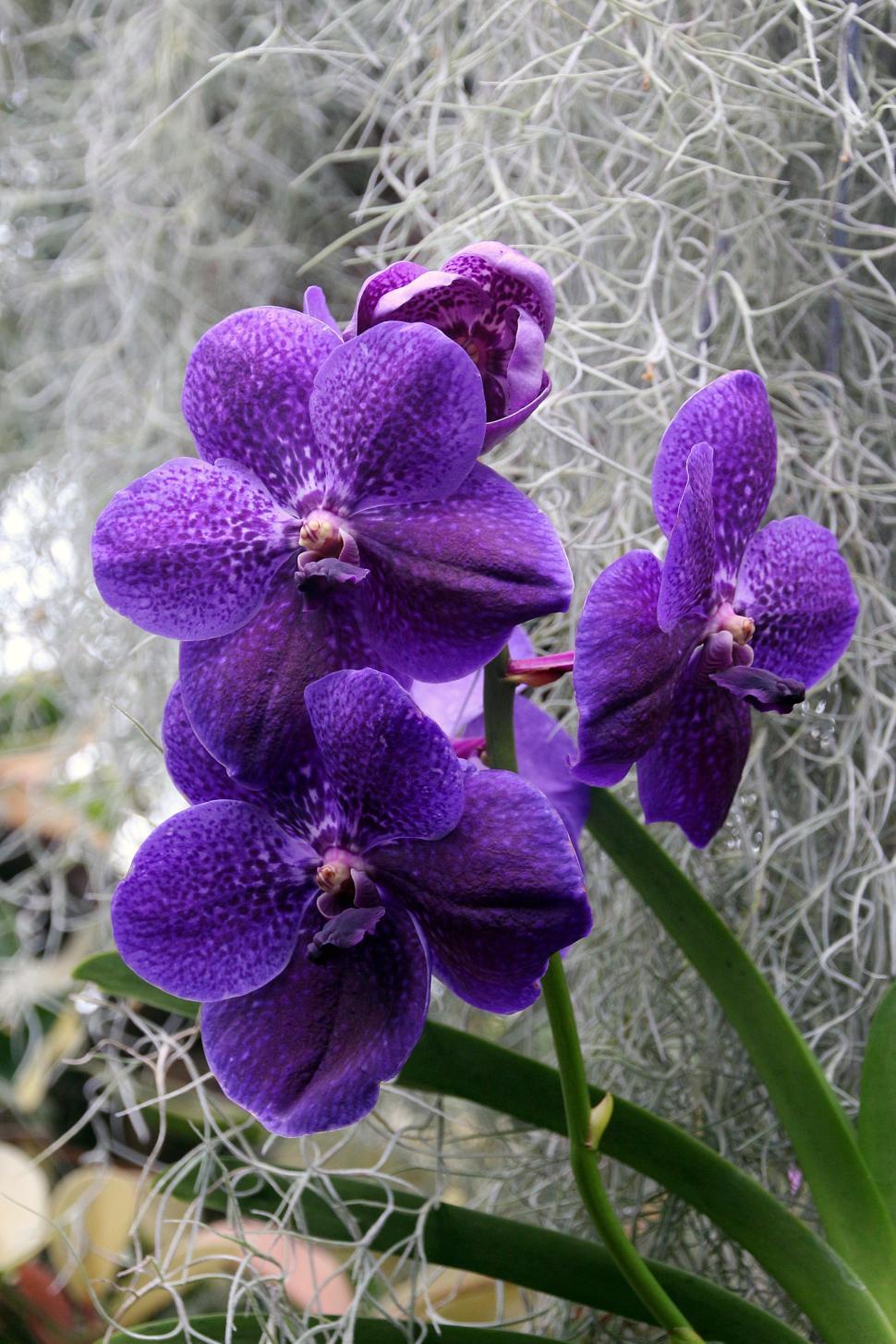 Free Image of Vanda Orchid With Blue Flowers 