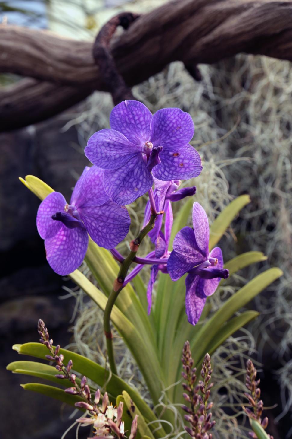 Free Image of Vanda Orchid With Blue Flowers 