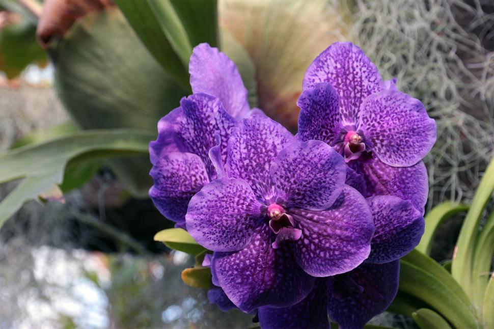 Free Image of Vanda Orchid Blue Flowers 