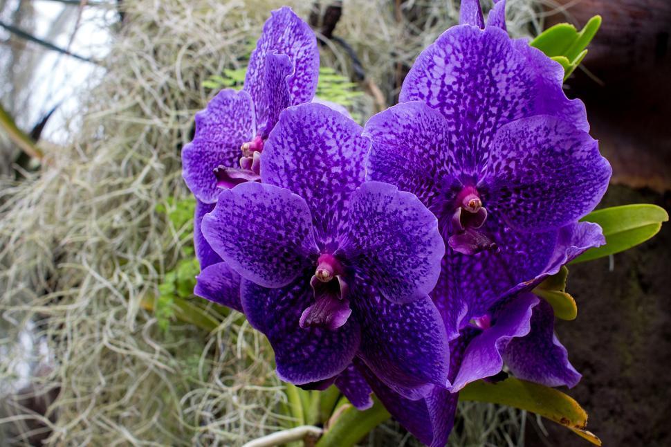 Free Image of Vanda Orchid With Blue Flowers 