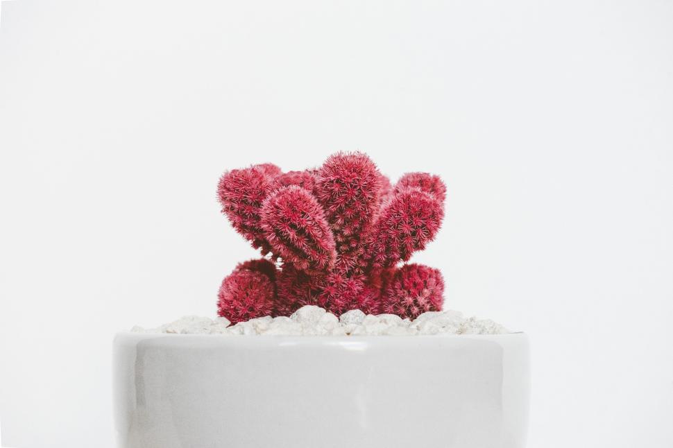 Free Image of Red cactus in white pot with soft background 