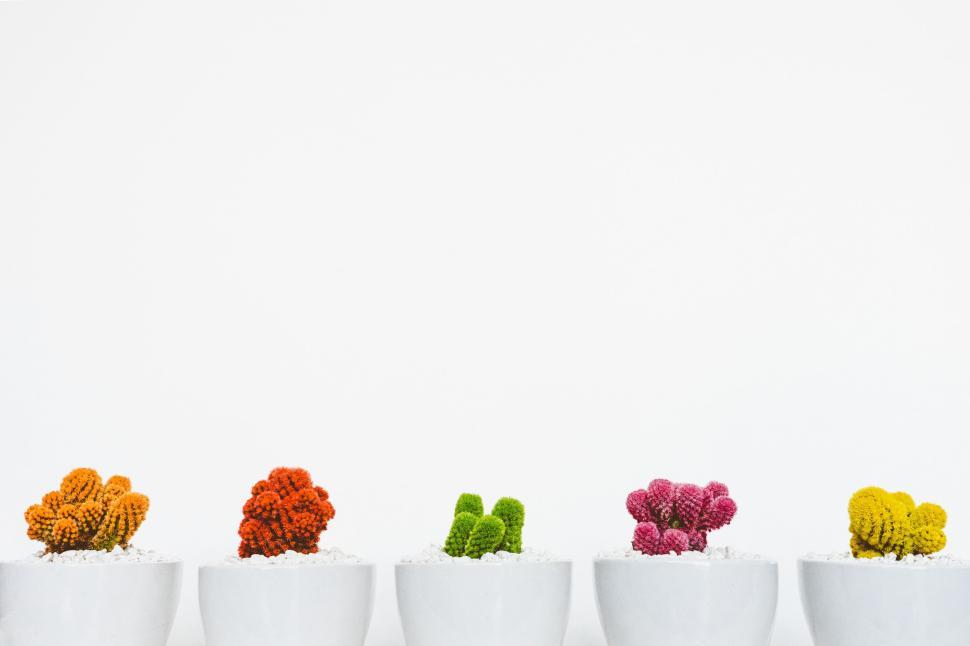 Free Image of Colorful stylized cactus plants in minimalist white pots 
