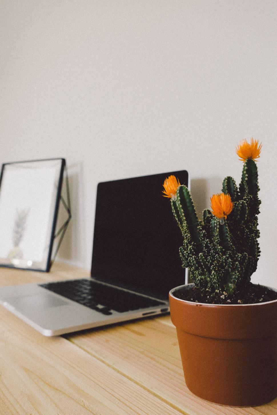 Free Image of Minimalistic workspace with cactus and open laptop 