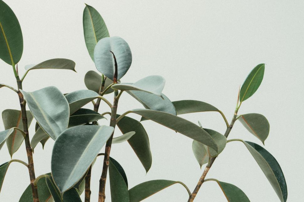 Free Image of Green rubber plant leaves against clean background 