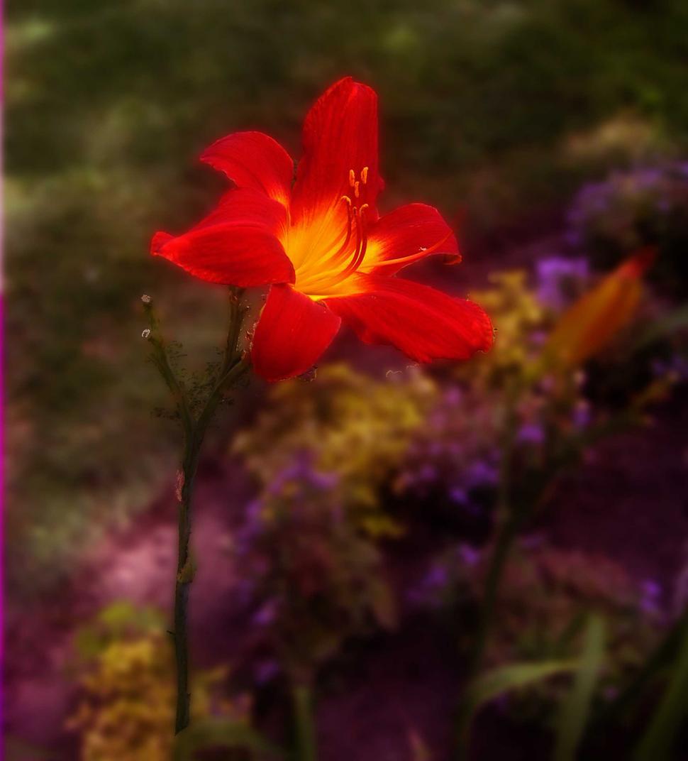 Free Image of Orange Daylilies 