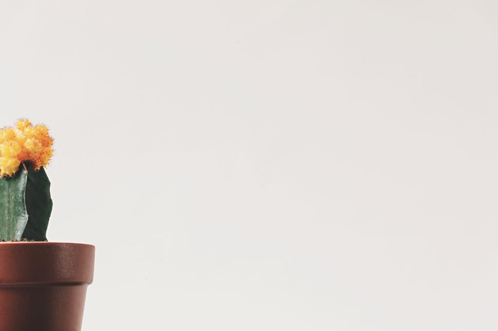 Free Image of Small cactus with yellow flowers in terracotta pot 