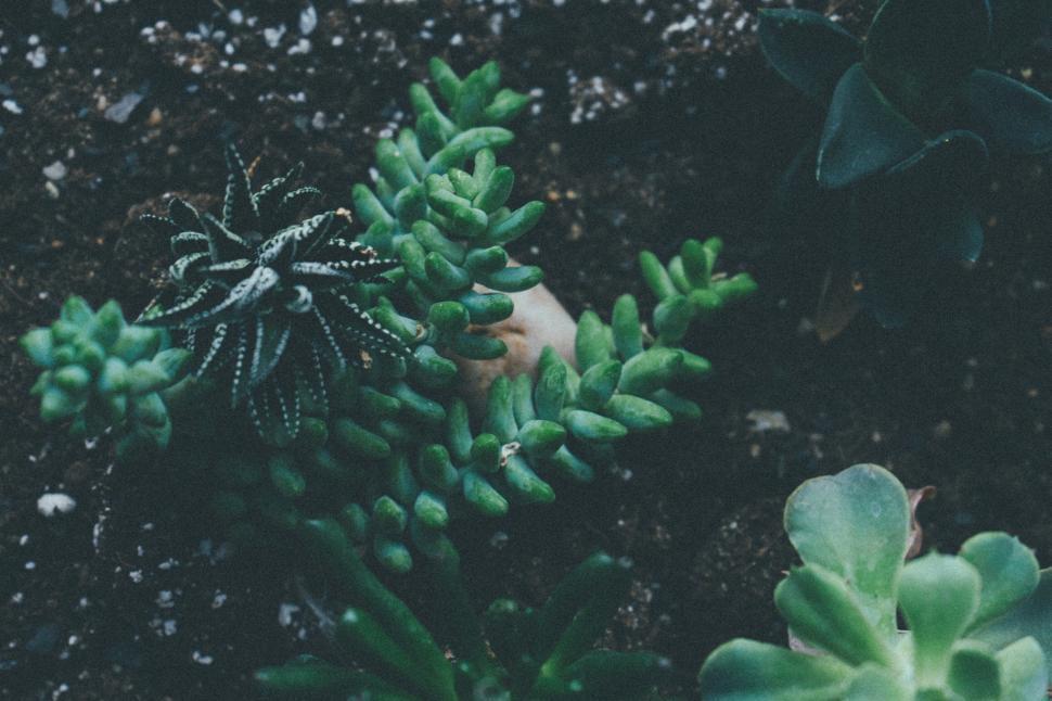 Free Image of Close-up of succulent plants in a dark earthy setting. 
