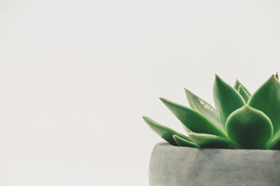 Free Image of Green succulent plant in a grey pot with white background. 