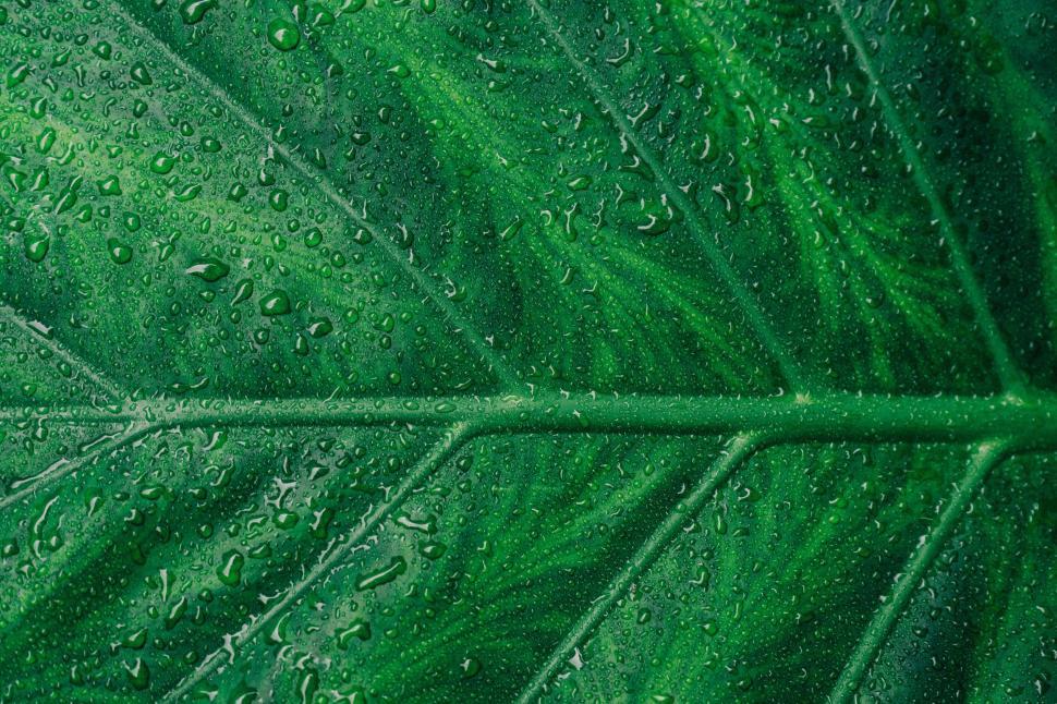 Free Image of Close-up of a green leaf covered in droplets of water. 