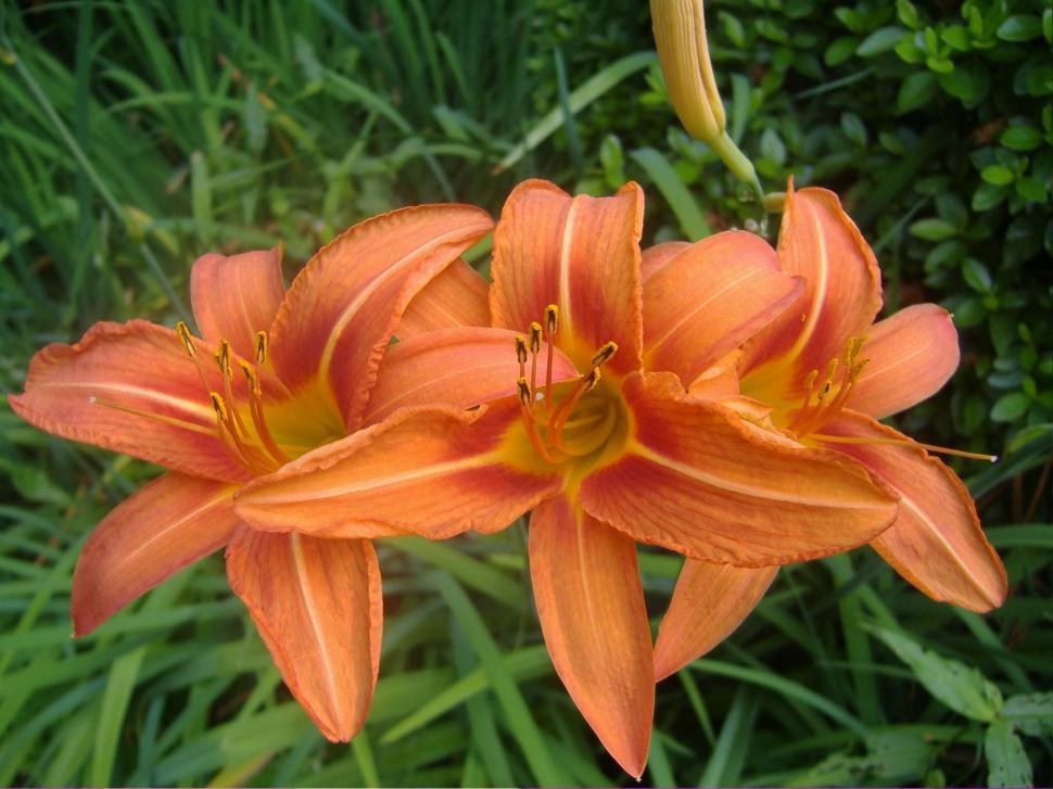Free Image of Orange DayliliesOrange Daylilies 