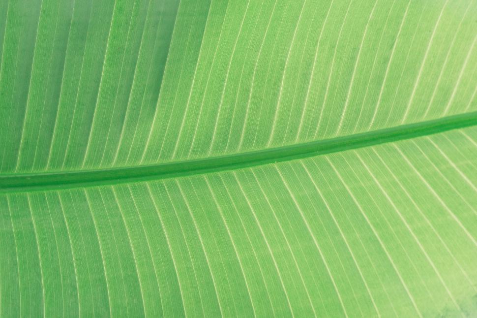 Free Image of Close-up of a light green leaf with parallel veins. 