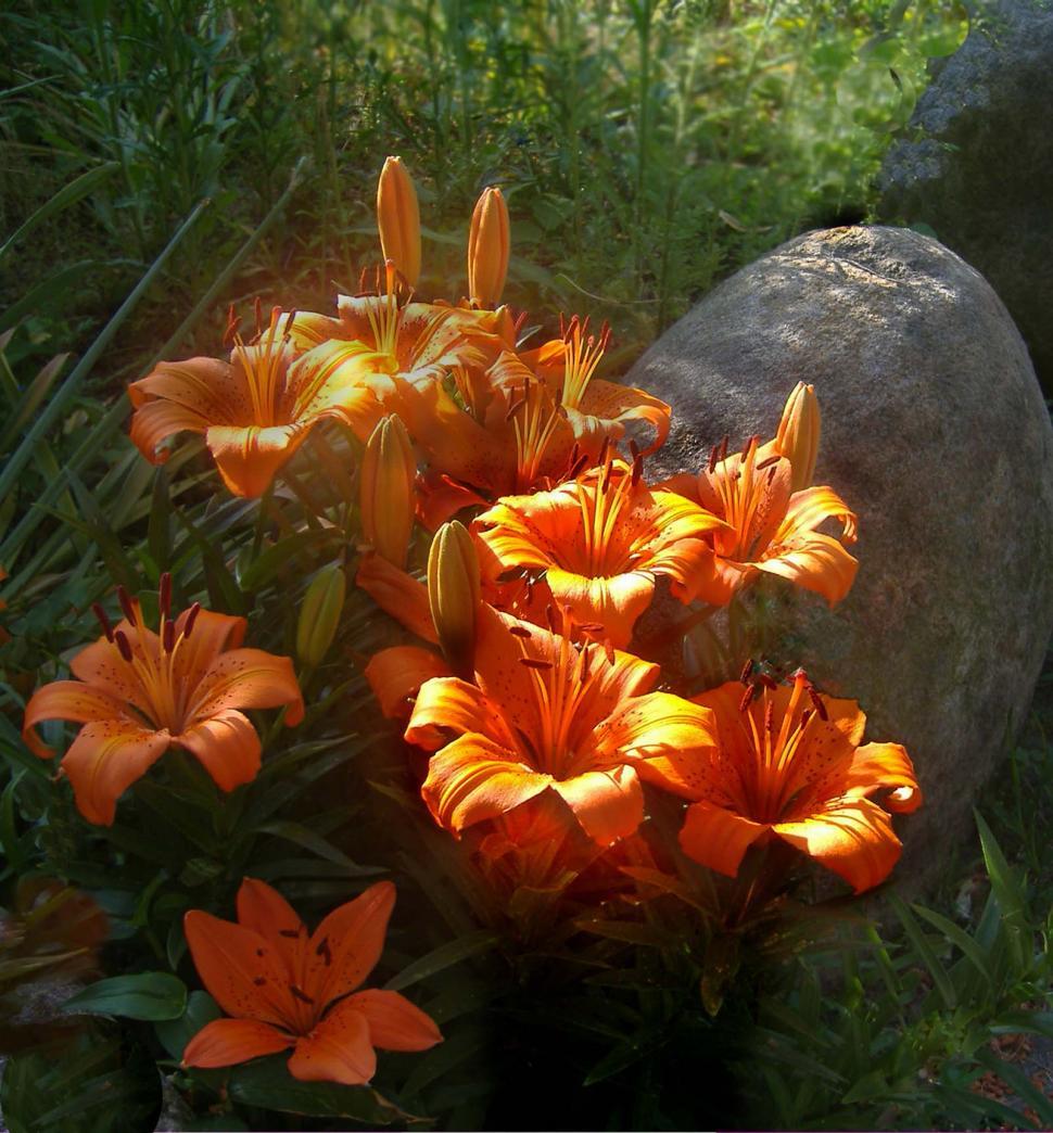 Free Image of Orange Daylilies 