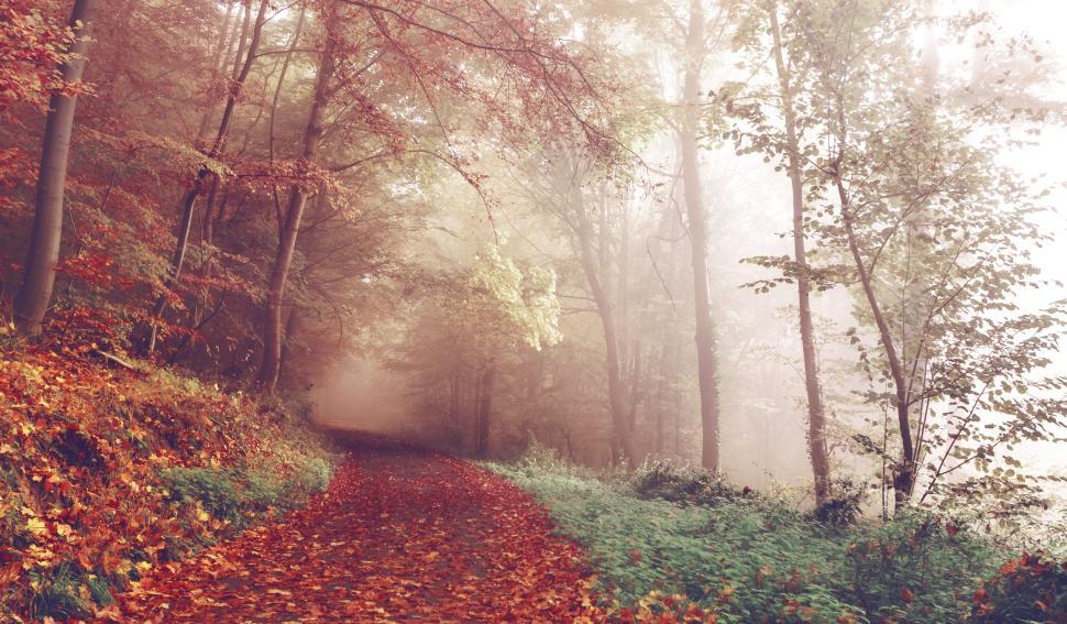 Free Image of Sunlit forest path covered with autumn leaves and mist 