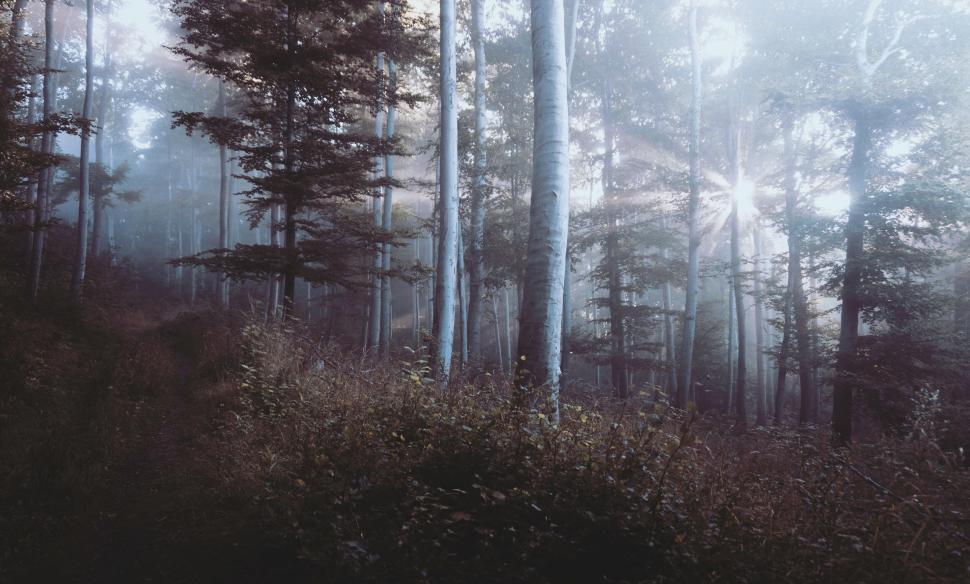 Free Image of Mystical foggy forest with tall trees and pathway 