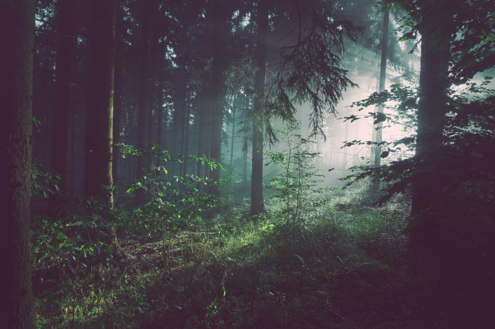 Free Image of Mystical forest with sunlight filtering through trees 
