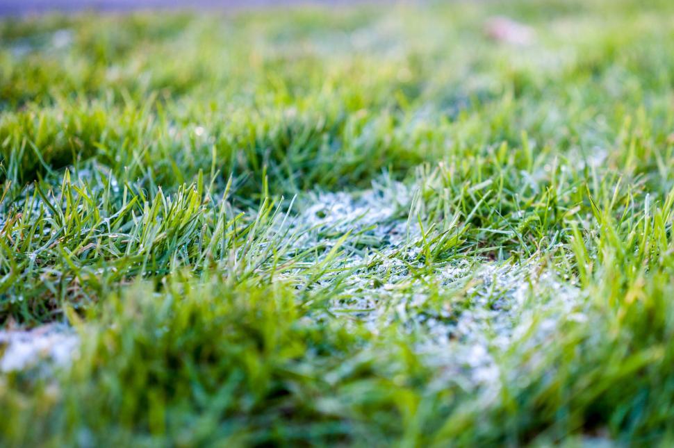 Free Image of Close-up of green grass with patches of early morning frost 