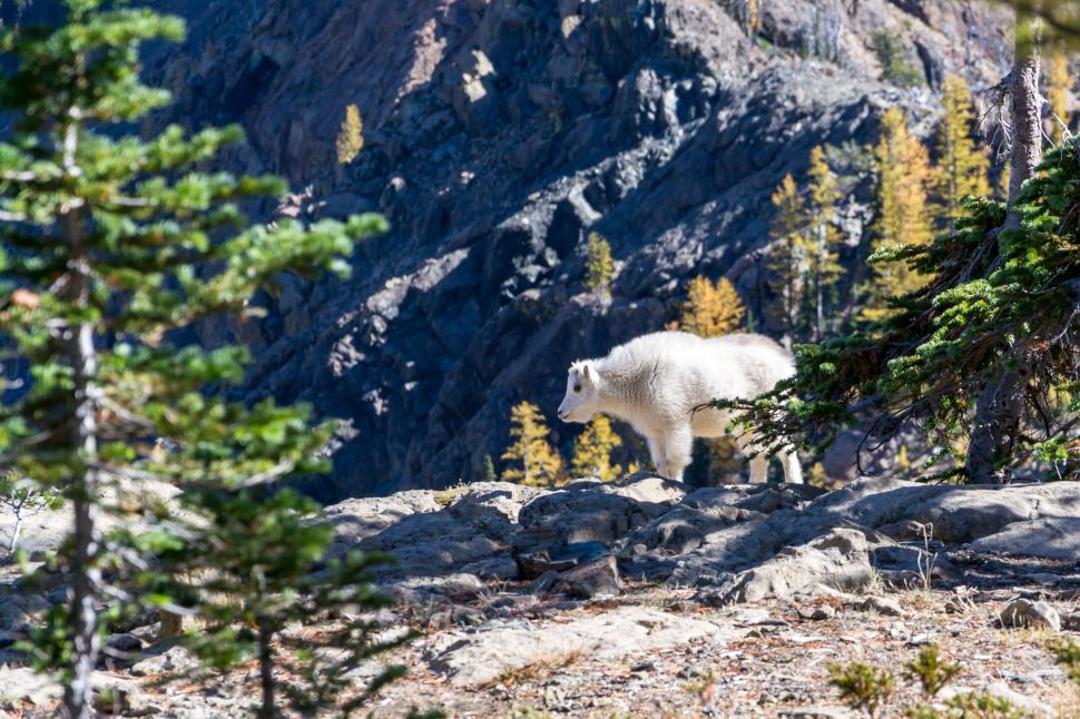 Free Image of Mountain goat standing on rocky terrain in daylight 
